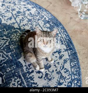 Grau Tiger gestreifte Haushaar kurze Haare tabby Katze im Freien auf einer Gartenterrasse. Stockfoto