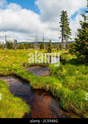 Kleiner Bergbach mitten in grünen Wiesen und Fichtenwald, Isergebirge, Tschechien Stockfoto