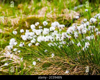 Weiße Blüte von Zwickel-Baumwollgras, Eriophorum vaginatum, mehrjährige krautige blühende Pflanze, Isergebirge, Tschechische Republik Stockfoto