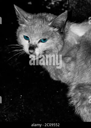 Blauäugige Katze (schwarz und weiß) Stockfoto