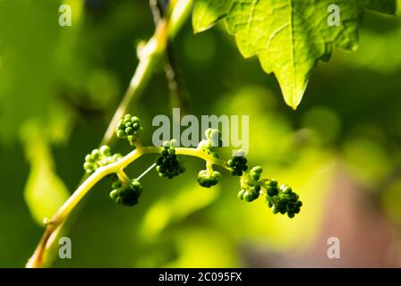 Jungtiere Cabernet Sauvignon Trauben auf Stiel Nummer 3943 Stockfoto