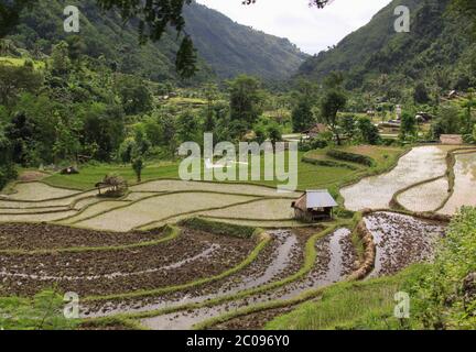 Reisfeld mit Hüttenlandschaft in Bali, Indonesien. Landwirtschaft Szene mit Reiskulturen vor der Ernte, auf idyllischen Terrassen für den Anbau vorbereitet Stockfoto