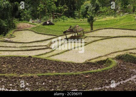 Reisfeld mit Hüttenlandschaft in Bali, Indonesien. Landwirtschaft Szene mit Reiskulturen vor der Ernte, auf idyllischen Terrassen für den Anbau vorbereitet Stockfoto