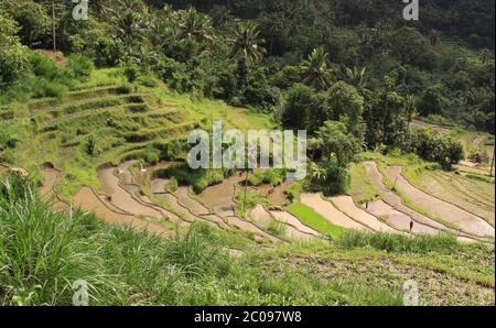 Menschen, die auf Reisfeldern im Tal in Bali, Indonesien, arbeiten. Reiskulturen auf Hügel, vor der Ernte in einer Reisfelder Landwirtschaft Stockfoto