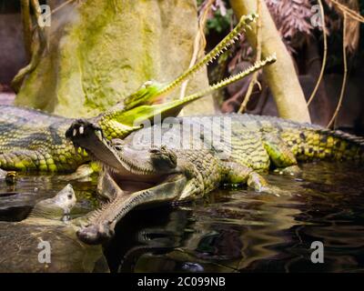 Gharial oder gavial - Gavialis gangeticus - mit offenem Mund voller scharfer Zähne. Geringe Schärfentiefe. Stockfoto