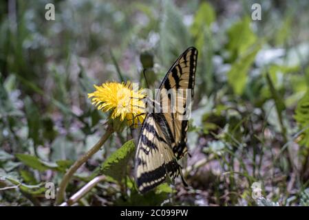 Weiblicher westlicher Tiger Schwalbenschwanzbutterbauch (Papilio rutulus), der Nektar von einem Löwenzahn (Taraxacum officinale) Brown's Creek Trail, Colorado sammelt Stockfoto