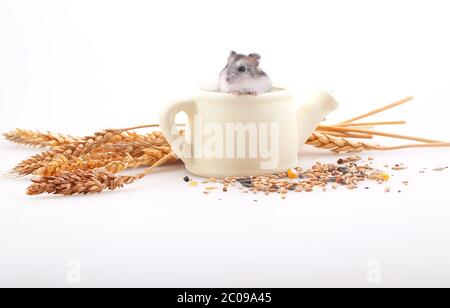 Der Hamster sitzt in einer weißen Teekanne in einer Umgebung von Ohren auf weißem Hintergrund Stockfoto