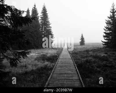 Holzweg in Torfmoor bei Bozi dar in nebligen Morgen, Erzgebirge, Tschechische Republik. Schwarzweiß-Bild. Stockfoto