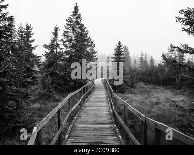 Holzweg in Torfmoor bei Bozi dar in nebligen Morgen, Erzgebirge, Tschechische Republik. Schwarzweiß-Bild. Stockfoto