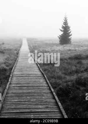 Holzweg in Moor in schwarz und weiß, Bozi dar, Tschechien, Europa. Düstere Herbstlandschaft. Stockfoto