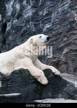 Liegender Eisbär auf einem Felsen Stockfoto