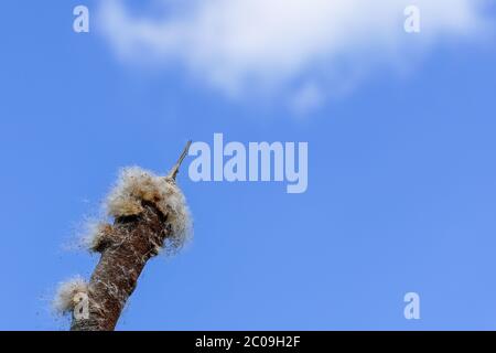 Reife Spitze des Common Bulrush, Freigabe flauschige Samen gegen einen blauen Himmel Stockfoto
