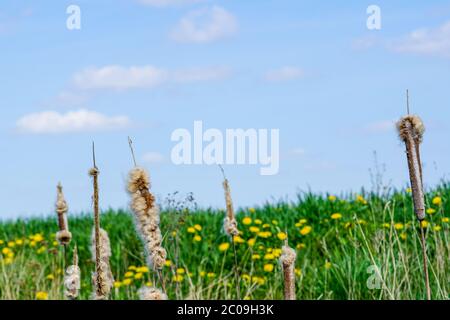 Reife Spitze des Common Bulrush, Freigabe flauschige Samen gegen einen blauen Himmel Stockfoto