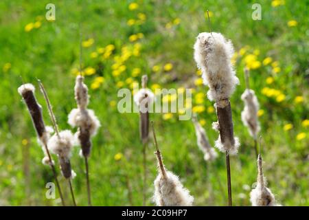 Reife Spitze des Common Bulrush, Freigabe flauschige Samen gegen eine grüne Wiese Stockfoto