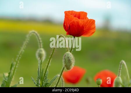 Roter Mohn im Sommer. Nahaufnahme von Mohn Blüten Stockfoto