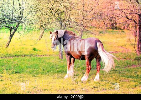 Schöne Pferde Stockfoto