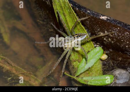 Sechs-Punkt-Fischspinne, Dolomedes triton, am Rande des Teiches Stockfoto