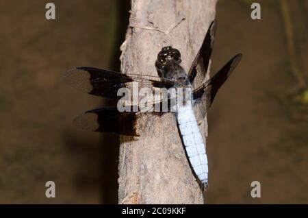 Gemeinsame Whitetail, Plathemis Lydia, männlich Stockfoto