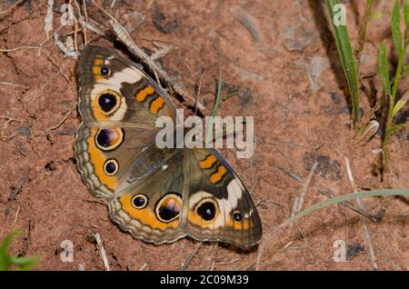 Gemeinsame Roßkastanie, Junonia coenia Stockfoto