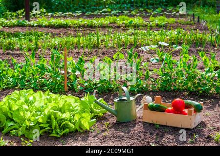 Ökologischer Garten mit viel Gemüse und Gießkanne Stockfoto