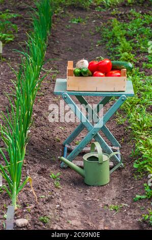 Ökologischer Garten mit viel Gemüse und Gießkanne Stockfoto