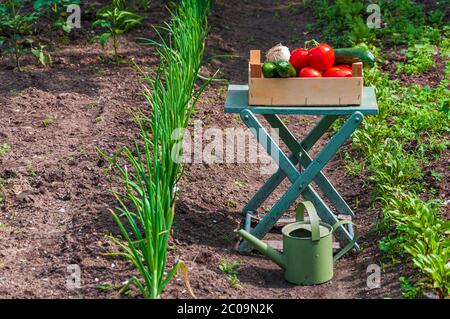 Ökologischer Garten mit viel Gemüse und Gießkanne Stockfoto