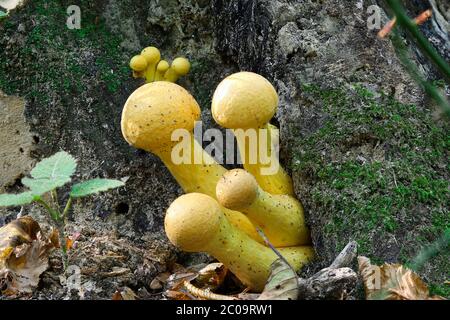 Cluster von Pilzen, Armillaria mellea bekannt als Honigpilz - Fokus Stack Bild von einem gelben Pilz, Insekten auf ihm und Moos auf dem Baum Stockfoto