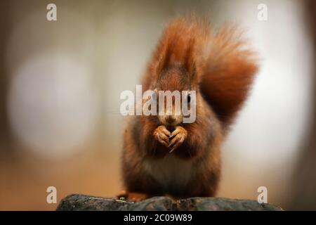 Niedliches rotes Eichhörnchen mit langen spitzen Ohren frisst eine Nuss im Herbst orange Szene mit schönen Laubwald im Hintergrund. Eichhörnchen. (Sciurus vulgaris) Stockfoto