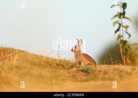 Kaninchen im Frühling blüht. Niedliches Kaninchen mit Löwenzahn im Gras sitzend. Tierische Natur Lebensraum, Leben auf der Wiese. Europäisches Kaninchen im Gras. Stockfoto