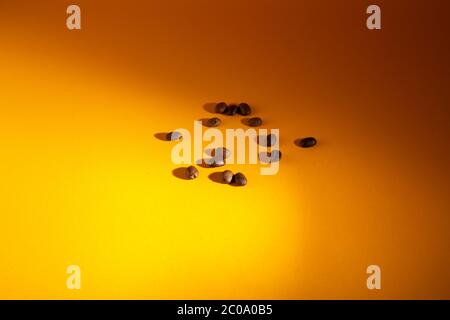Verschüttete geröstete braune Kaffeebohnen isoliert auf gelbem Hintergrund, Nahaufnahme mit Kopierraum Stockfoto