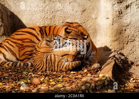 Die Tiger-Mama im Zoo mit ihrem Tiger Cub - sonnige Foto Stockfoto