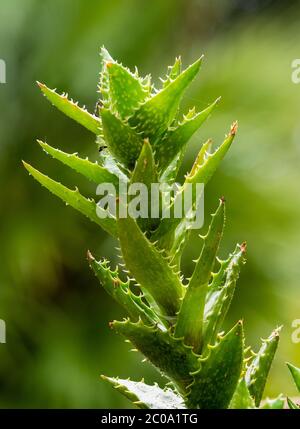 Nahaufnahme des Stiels von Stachelleaved Tiger Tooth Aloe, Aloe juvenna Stockfoto