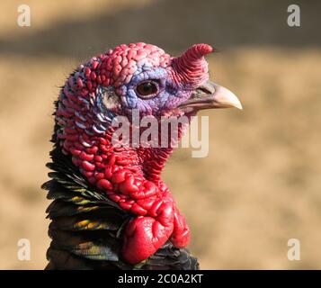 Porträt der wilden putenhenne - Meleagris galopavo Stockfoto