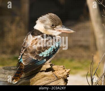 Blauflügeliger Kookaburra Eisvogel - Dacelo leachii Stockfoto