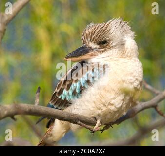 Blauflügeliger Kookaburra Eisvogel - Dacelo leachii Stockfoto