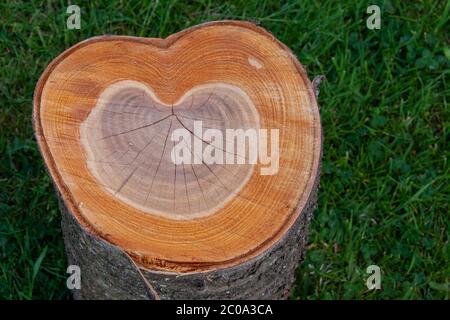 In der Mitte geschnittener Baumstamm zeigt einen liebeskrimmförmigen Wachstumsring. Liebe Holz, Bäume und Naturkonzept Stockfoto