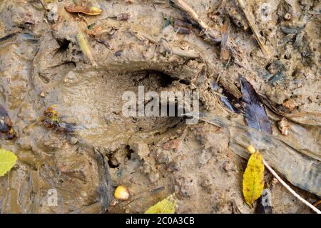 Wildschwein oder zervidierter Tierpfote druckt im Schlamm Stockfoto