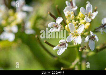 Nahaufnahme einer blühenden Knoblauchsenf-Pflanze (Alliara petiolata)