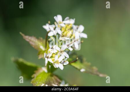 Nahaufnahme einer blühenden Knoblauchsenf-Pflanze (Alliara petiolata)