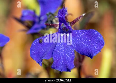 Makroaufnahme von Rand lobelia (lobelia erinus) Blumen mit Wassertröpfchen bedeckt Stockfoto