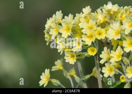 Nahaufnahme der blühenden Ochsenblüte (primula elatior) Stockfoto