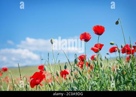 Mohnblumen Feld Stockfoto
