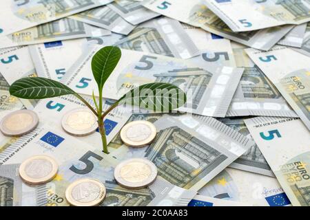 Pflanze wächst aus Euro Währung Stockfoto