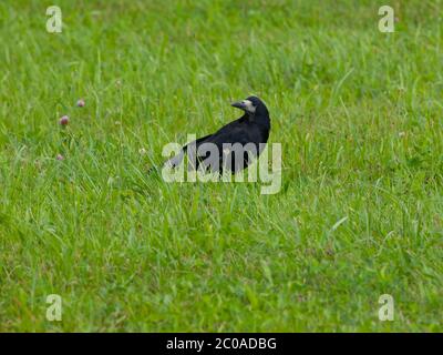 Schwarze Krähe sitzt im grünen Gras Stockfoto