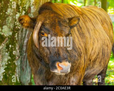 Zubron - Hybrid aus Hausrindern und europäischem Bison (Wisent) Stockfoto