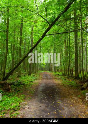 Endlose Waldstraße im Nationalpark Bialowieza, Polen Stockfoto