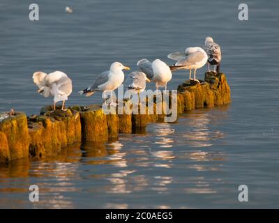 Gruppe von Möwen auf den Holzsäulen sitzen Stockfoto