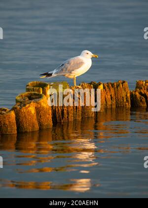 Möwe sitzt auf einer Säule bei Sonnenuntergang Stockfoto