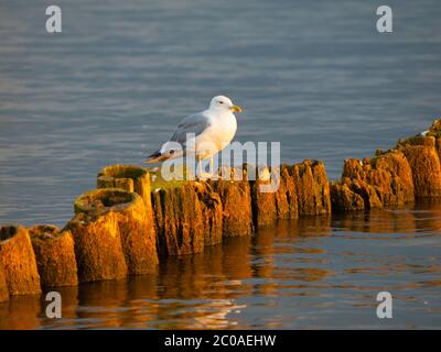 Die Masurische Möwe sitzt auf der Holzsäule Stockfoto