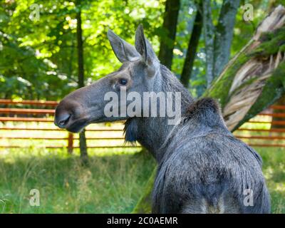 Eurasisches Elchprofil, Alces alces, Bialowieza Urwald, Polen Stockfoto